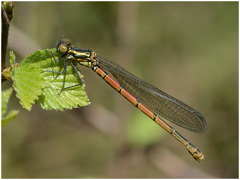 Frühe Adonislibelle - Pyrrhosoma nymphula