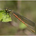 Frühe Adonislibelle - Pyrrhosoma nymphula