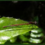 Frühe Adonislibelle - Pyrrhosoma nymphula