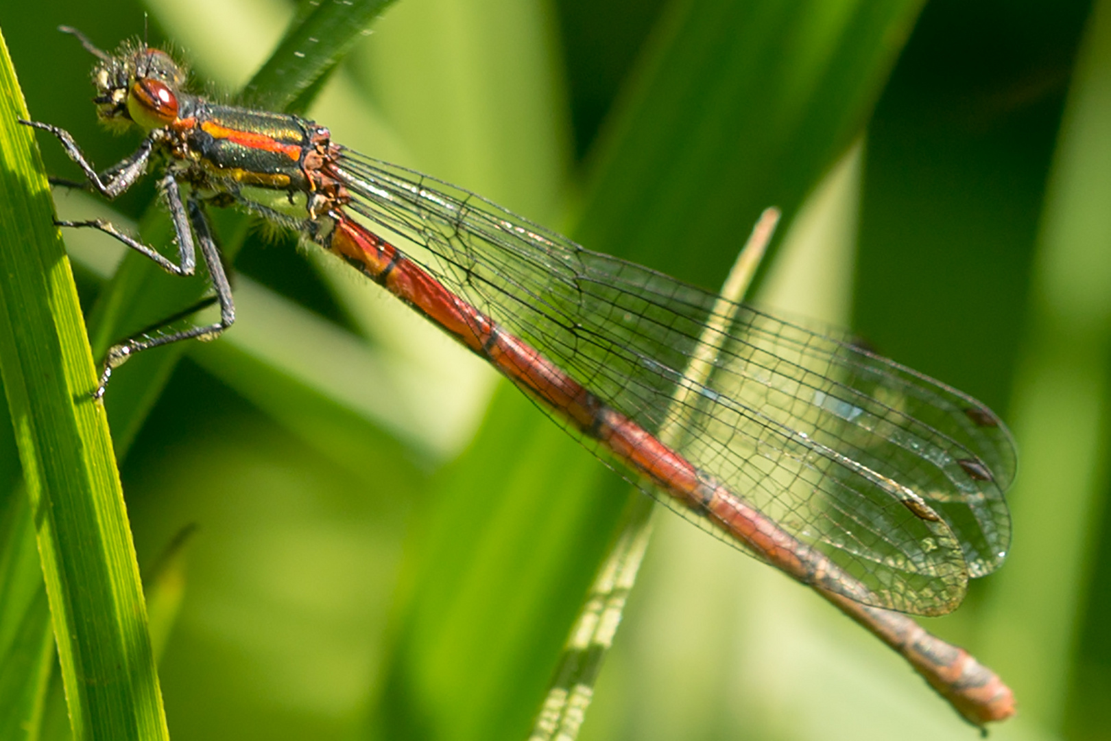 Frühe Adonislibelle (Pyrrhosoma nymphula)