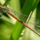 Frühe Adonislibelle (Pyrrhosoma nymphula)