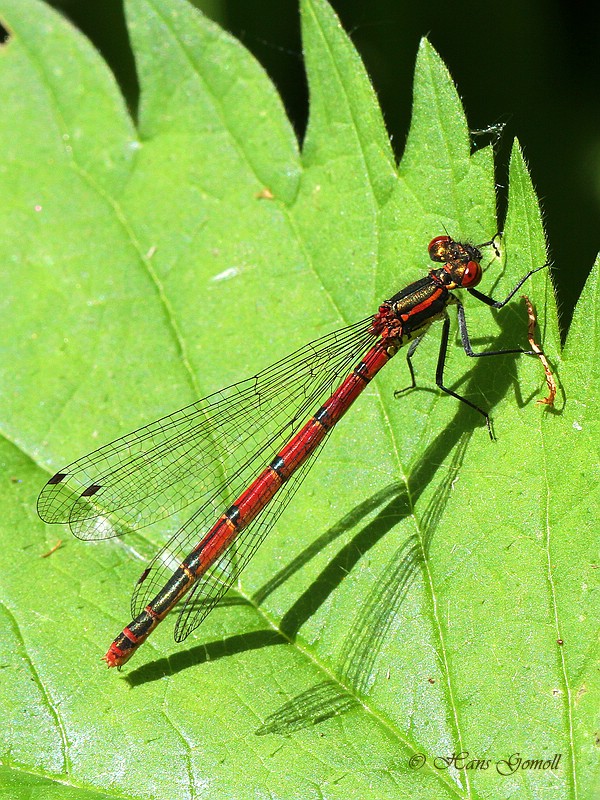 Frühe Adonislibelle (Pyrrhosoma nymphula)