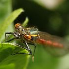 Frühe Adonislibelle (Pyrrhosoma nymphula)