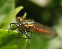 Frühe Adonislibelle (Pyrrhosoma nymphula)