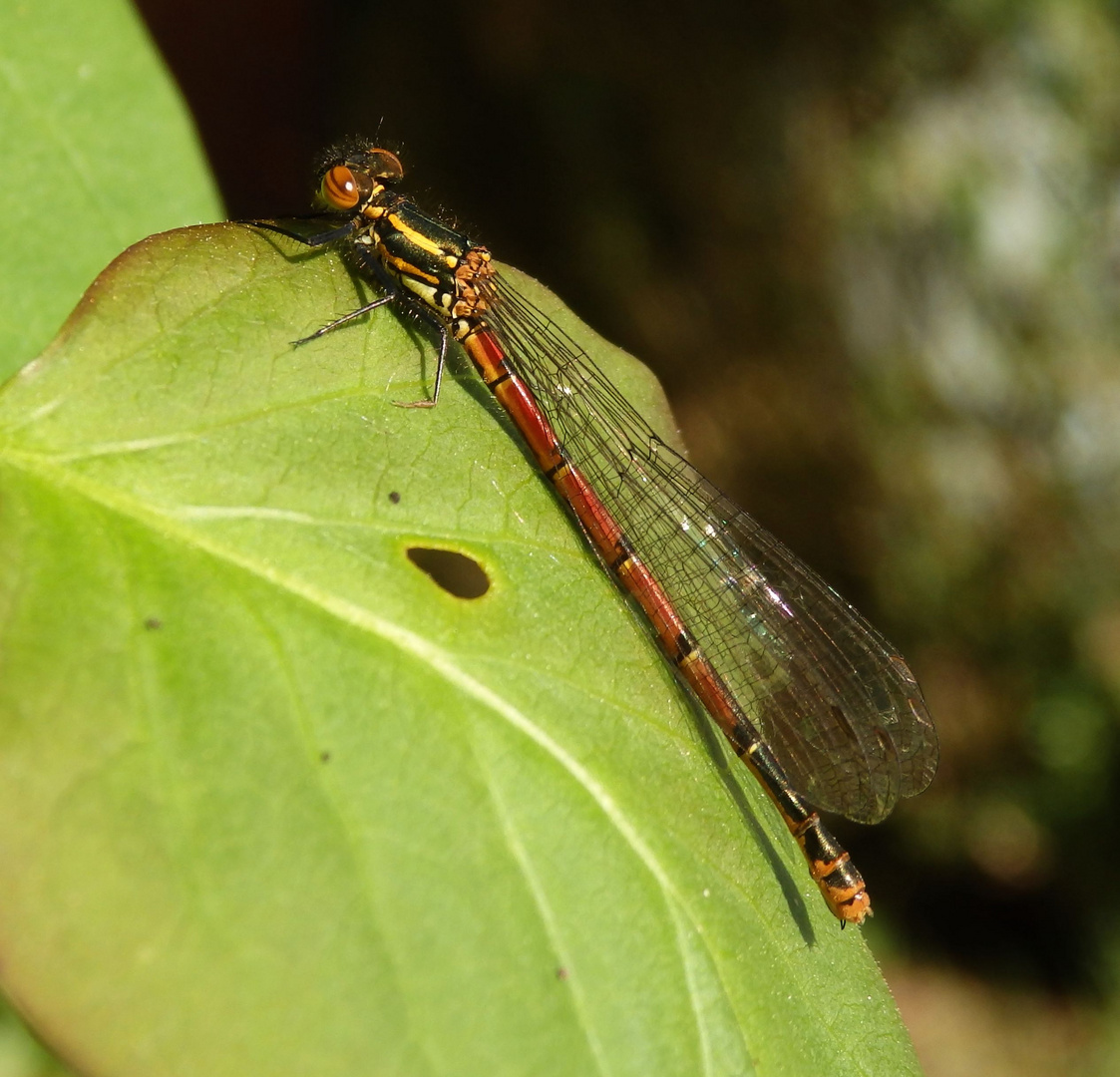 Frühe Adonislibelle (Pyrrhosoma nymphula)