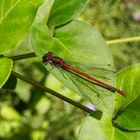 Frühe Adonislibelle (Pyrrhosoma nymphula) - die erste in diesem Jahr