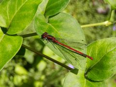 Frühe Adonislibelle (Pyrrhosoma nymphula) - die erste in diesem Jahr