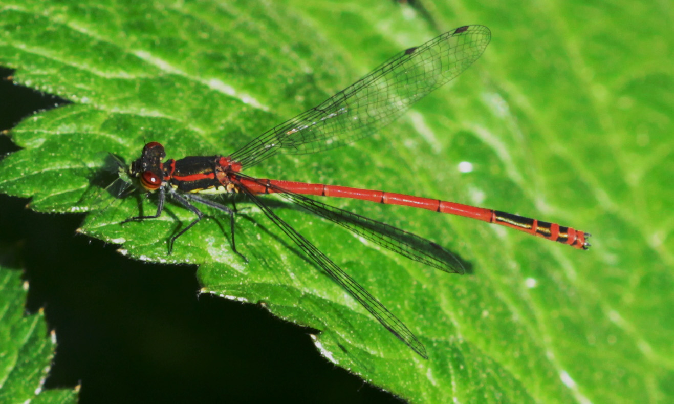 Frühe Adonislibelle (Pyrrhosoma nymphula)