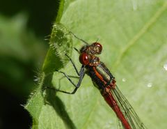 Frühe Adonislibelle (Pyrrhosoma nymphula) - Großaufnahme