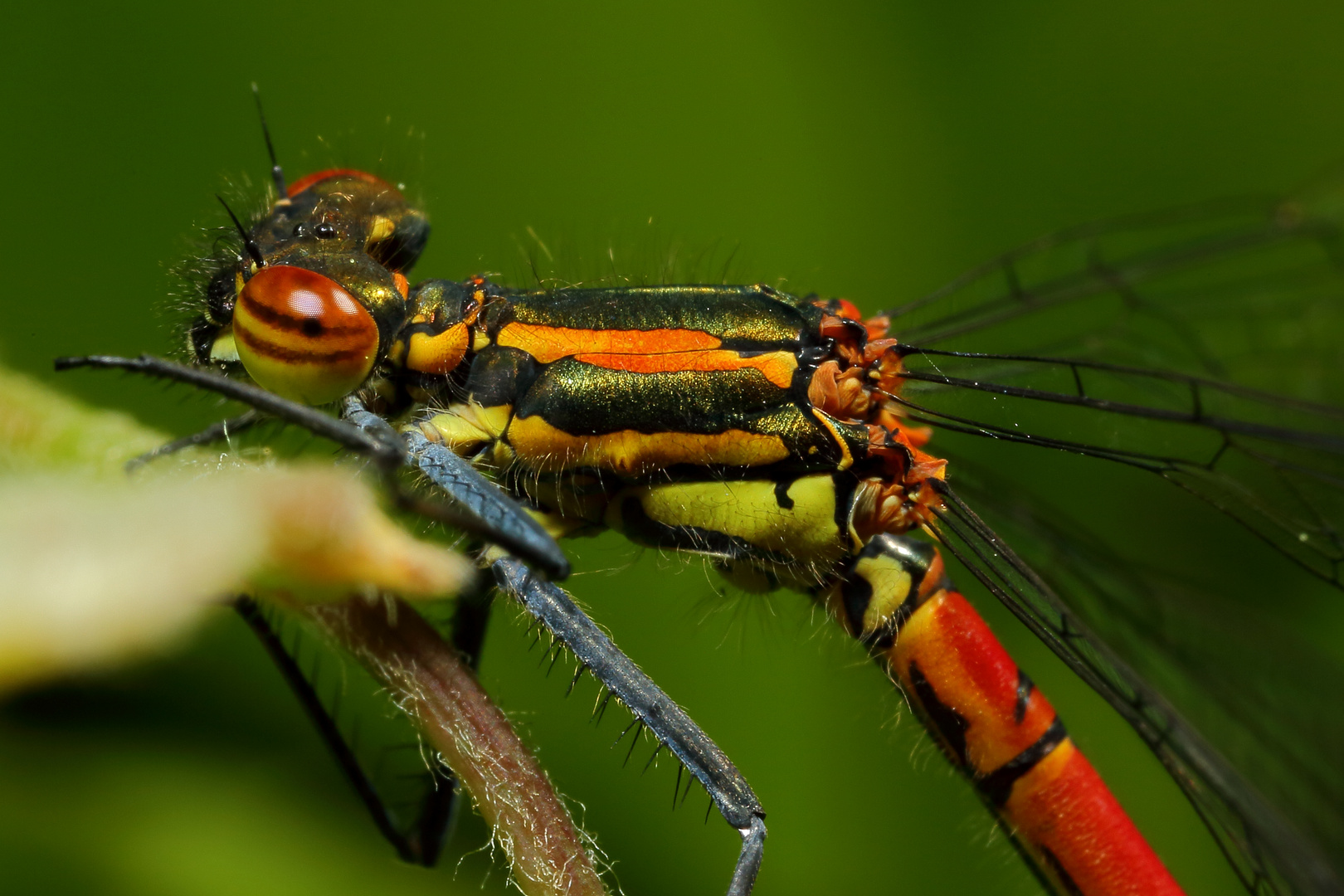 Frühe Adonislibelle (Pyrrhosoma nymphula) (I)