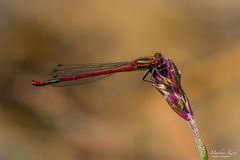 Frühe Adonislibelle (Pyrrhosoma nymphula) I