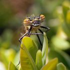 Frühe Adonislibelle (Pyrrhosoma nymphula) - Ich habe Euch etwas zu erzählen