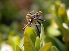 Frühe Adonislibelle (Pyrrhosoma nymphula) - Ich habe Euch etwas zu erzählen