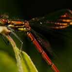 Frühe Adonislibelle (Pyrrhosoma nymphula) (II)