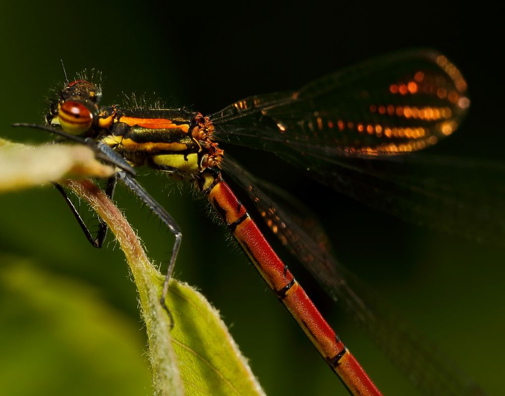 Frühe Adonislibelle (Pyrrhosoma nymphula) (II)