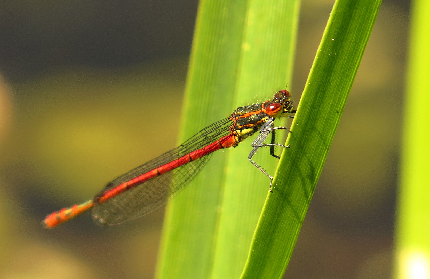 Frühe Adonislibelle (Pyrrhosoma nymphula) Männchen