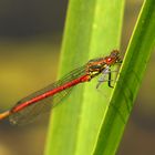 Frühe Adonislibelle (Pyrrhosoma nymphula) Männchen