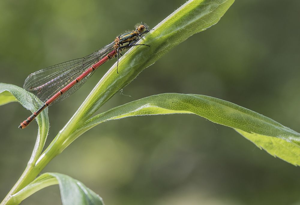 Frühe Adonislibelle Pyrrhosoma nymphula Männchen