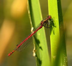 Frühe Adonislibelle (Pyrrhosoma nymphula), Männchen