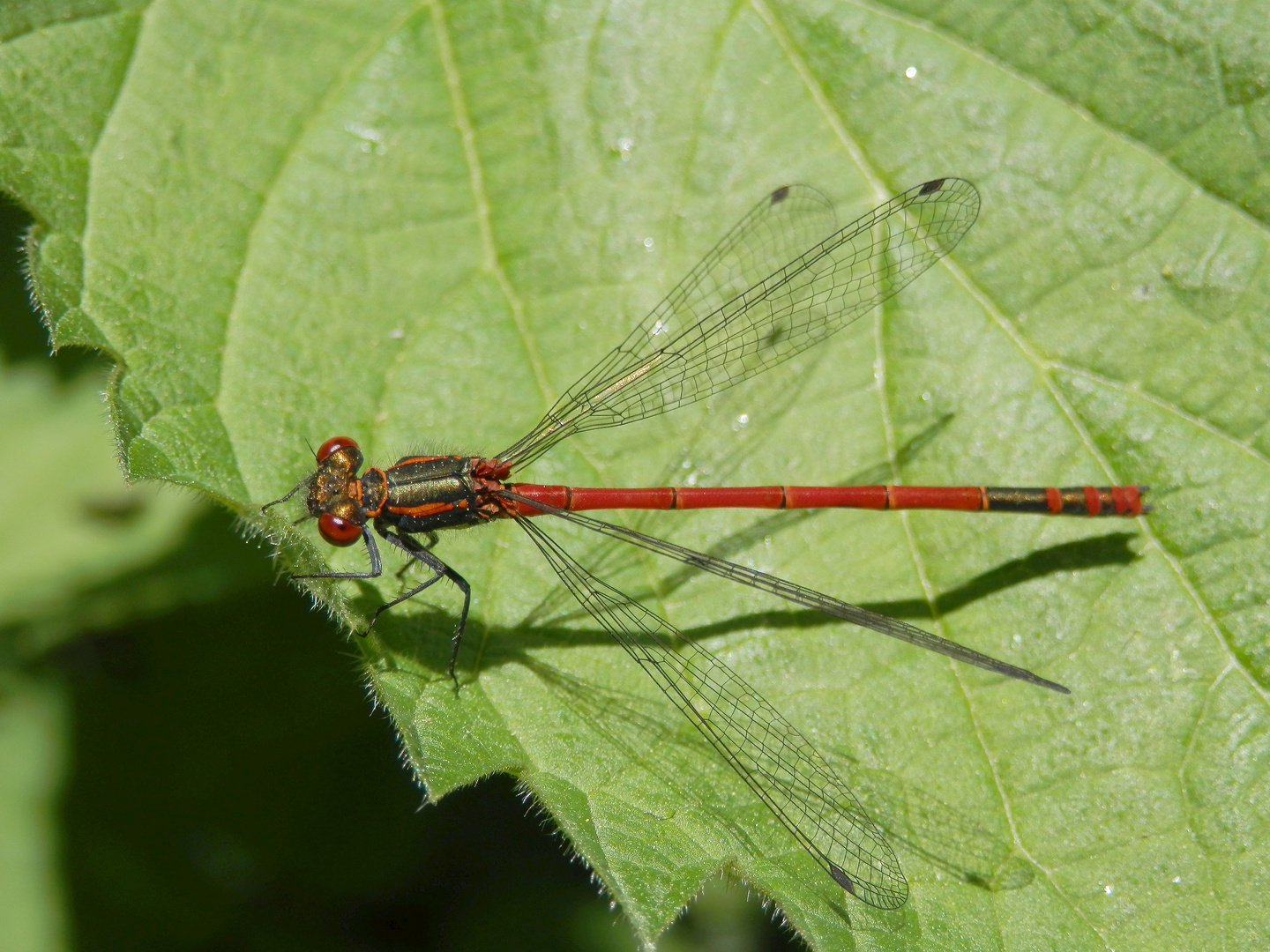 Frühe Adonislibelle (Pyrrhosoma nymphula) - Männchen