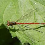 Frühe Adonislibelle (Pyrrhosoma nymphula) - Männchen