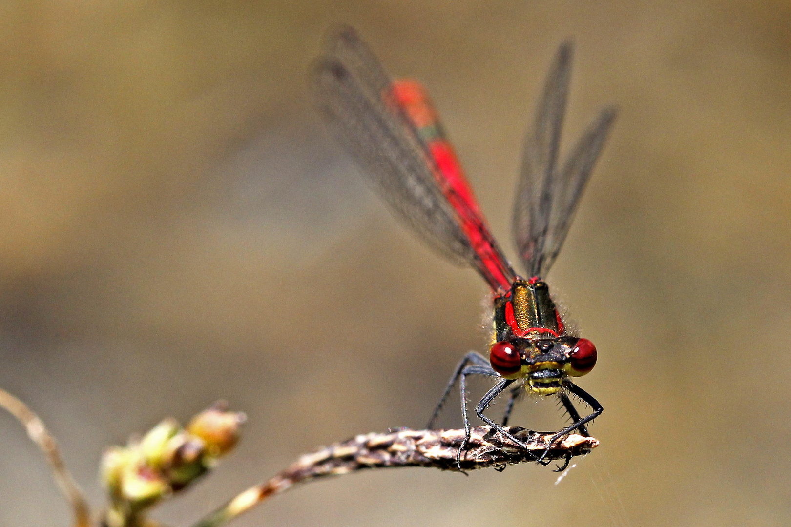 Frühe Adonislibelle (Pyrrhosoma nymphula), Männchen