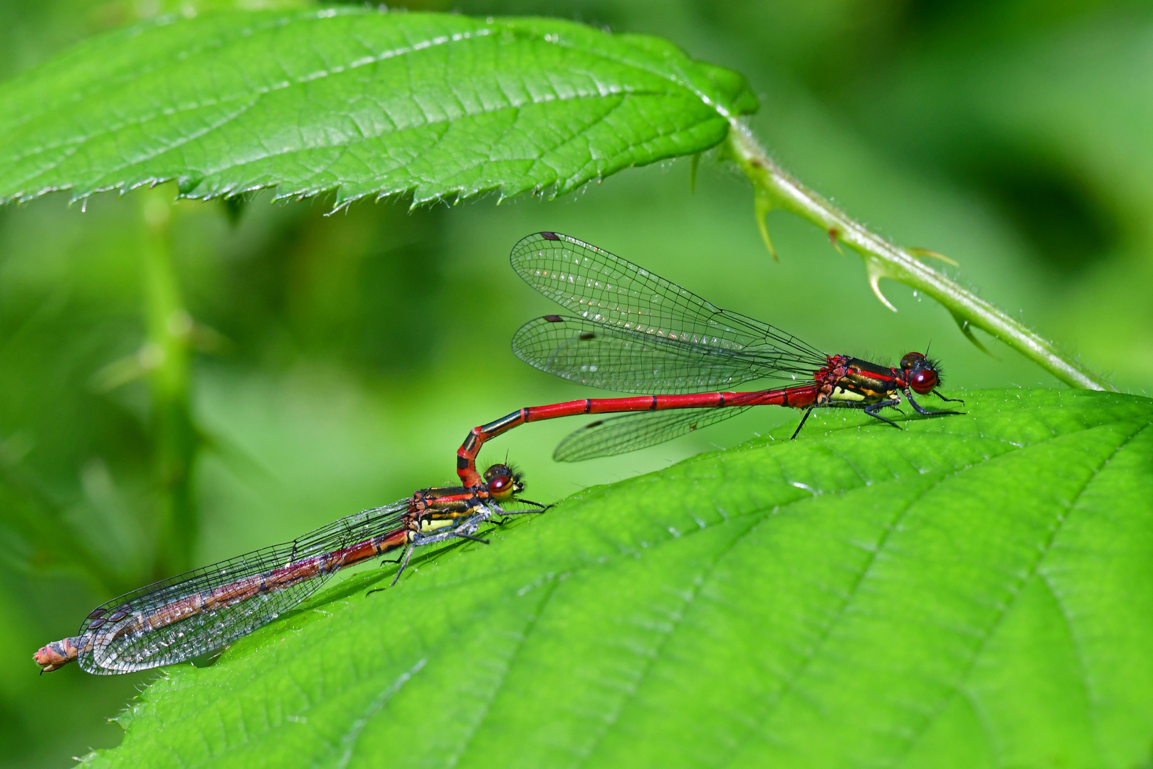 Frühe Adonislibelle (Pyrrhosoma nymphula) Paarung 2