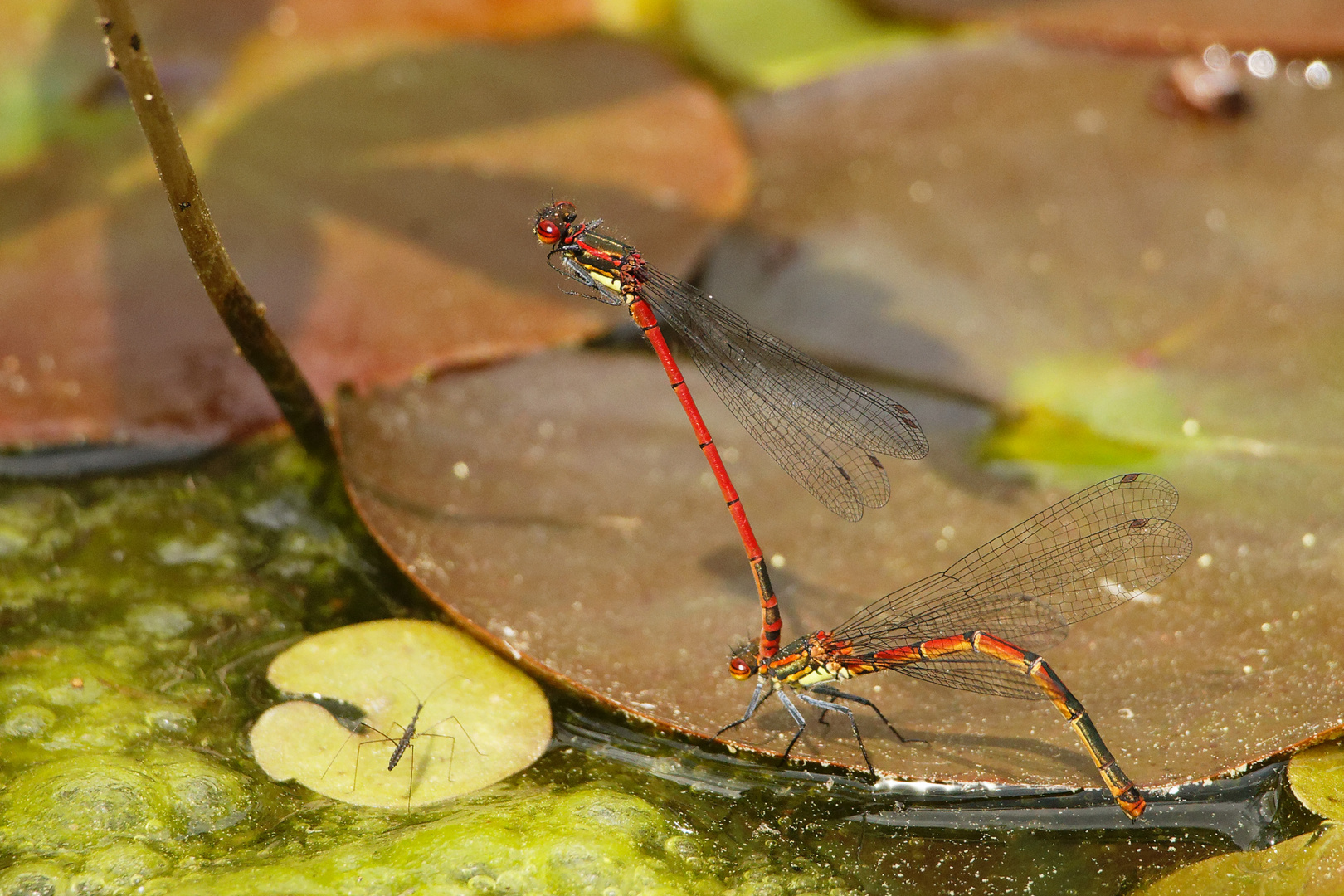 frühe Adonislibelle (Pyrrhosoma nymphula) Paarung