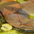 frühe Adonislibelle (Pyrrhosoma nymphula) Paarung