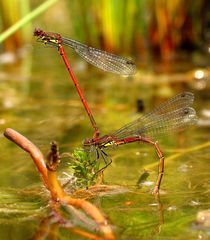 Frühe Adonislibelle (Pyrrhosoma nymphula), Tandem bei der Eiablage