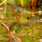 Frühe Adonislibelle (Pyrrhosoma nymphula), Tandem bei der Eiablage