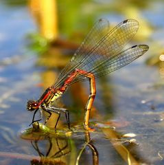 Frühe Adonislibelle (Pyrrhosoma nymphula), Weibchen bei der Eiablage