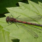 Frühe Adonislibelle (Pyrrhosoma nymphula) - Weibchen