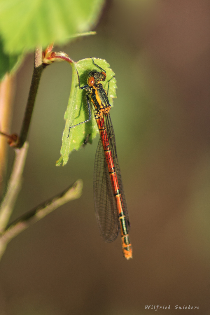 Frühe Adonislibelle (Pyrrhosoma nymphula), Weibchen - I