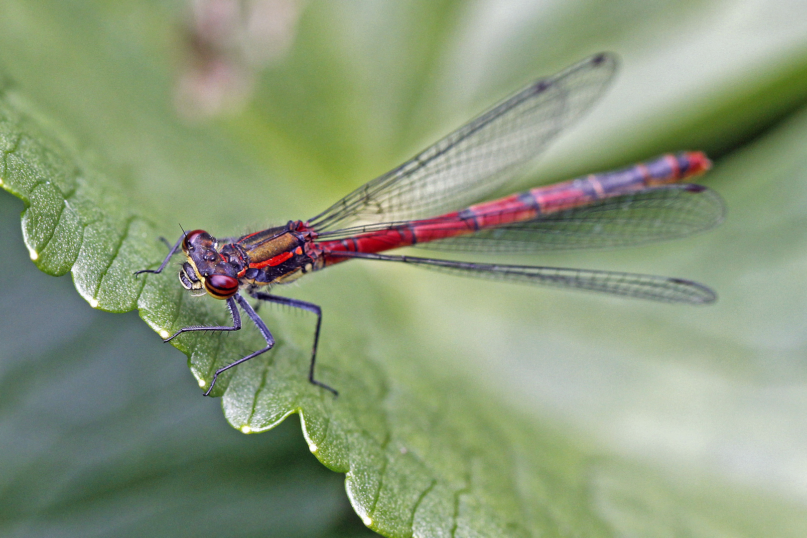 Frühe Adonislibelle (Pyrrhosoma nymphula), Weibchenn