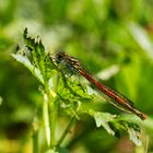 Frühe Adonislibelle seitlich