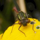 Frühe Adonislibelle - von vorne betrachtet