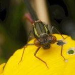 Frühe Adonislibelle - von vorne betrachtet