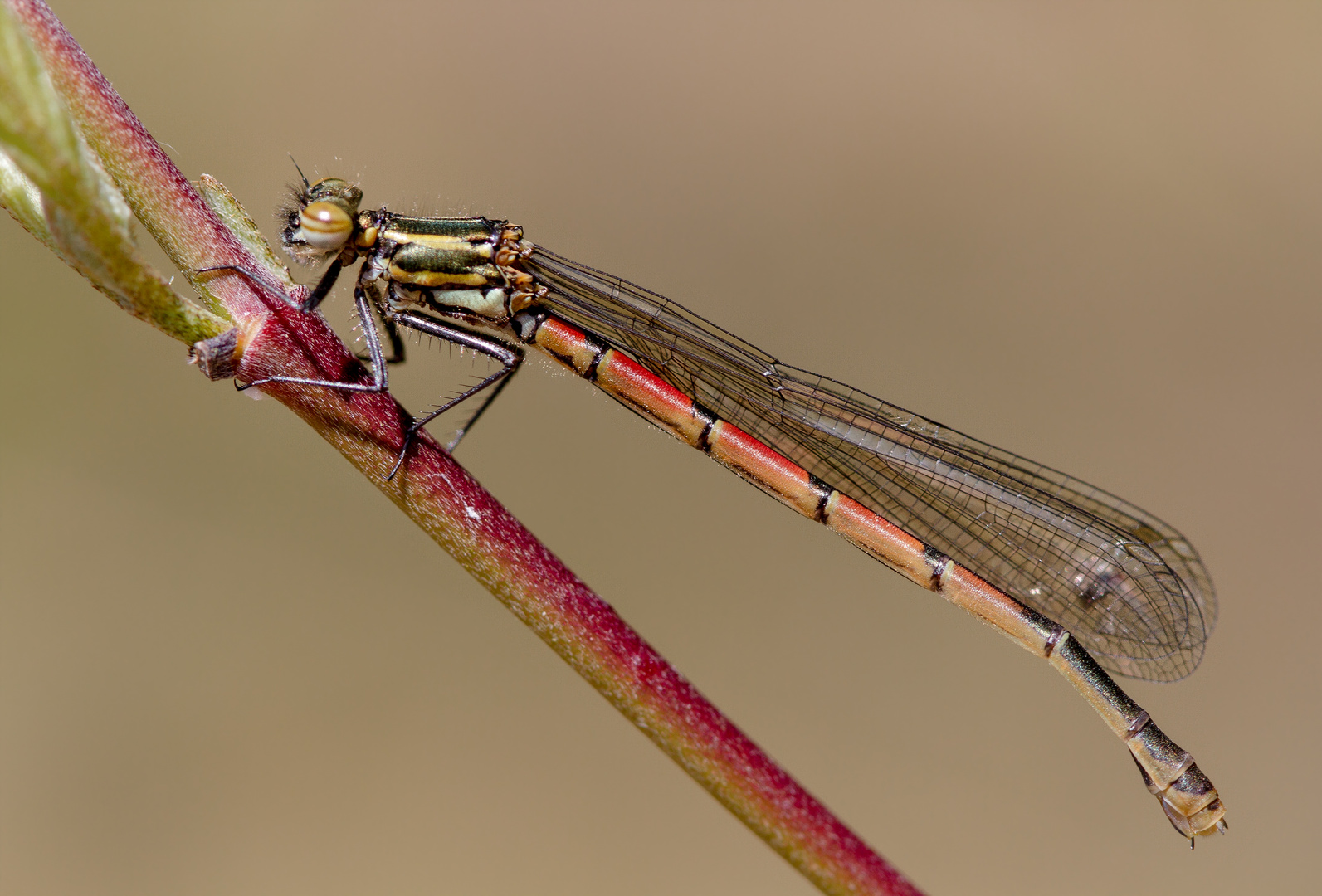 frühe adonislibelle w.