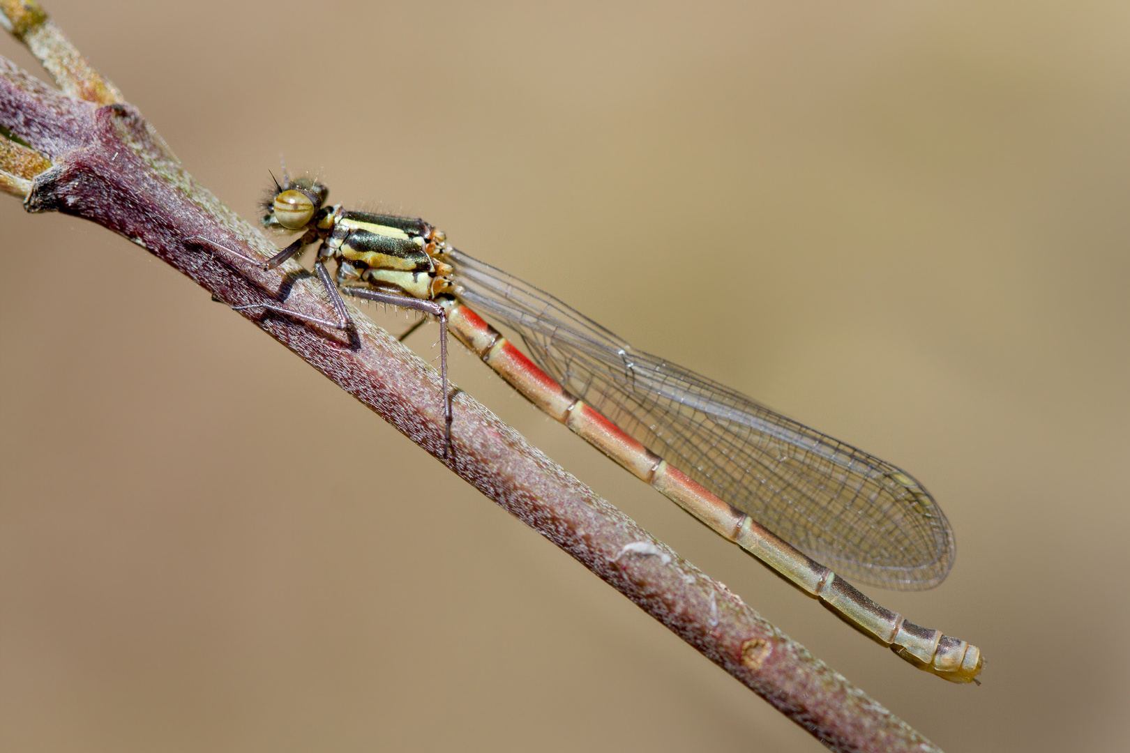 frühe adonislibelle w.