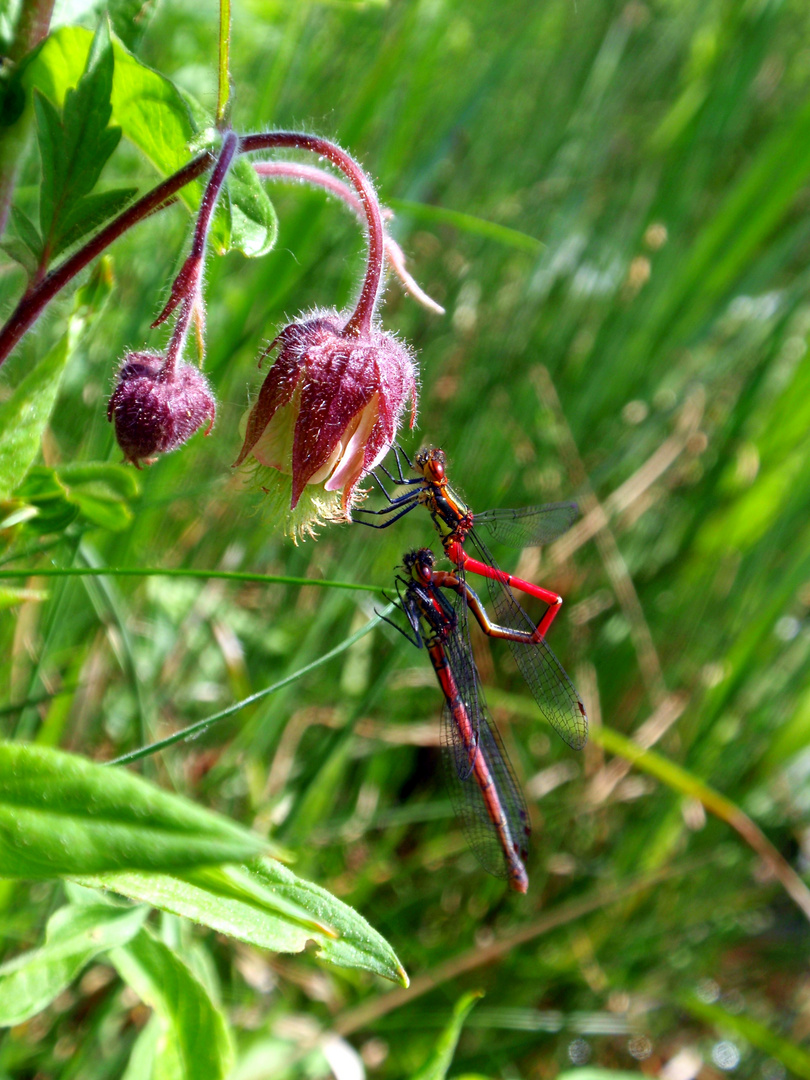 Frühe Adonislibellen (Pyrrhosoma nymphula) auf Bachnelkenwurz