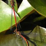 Frühe Adonislibellen - (Pyrrhosoma nymphula) - Ruhepause