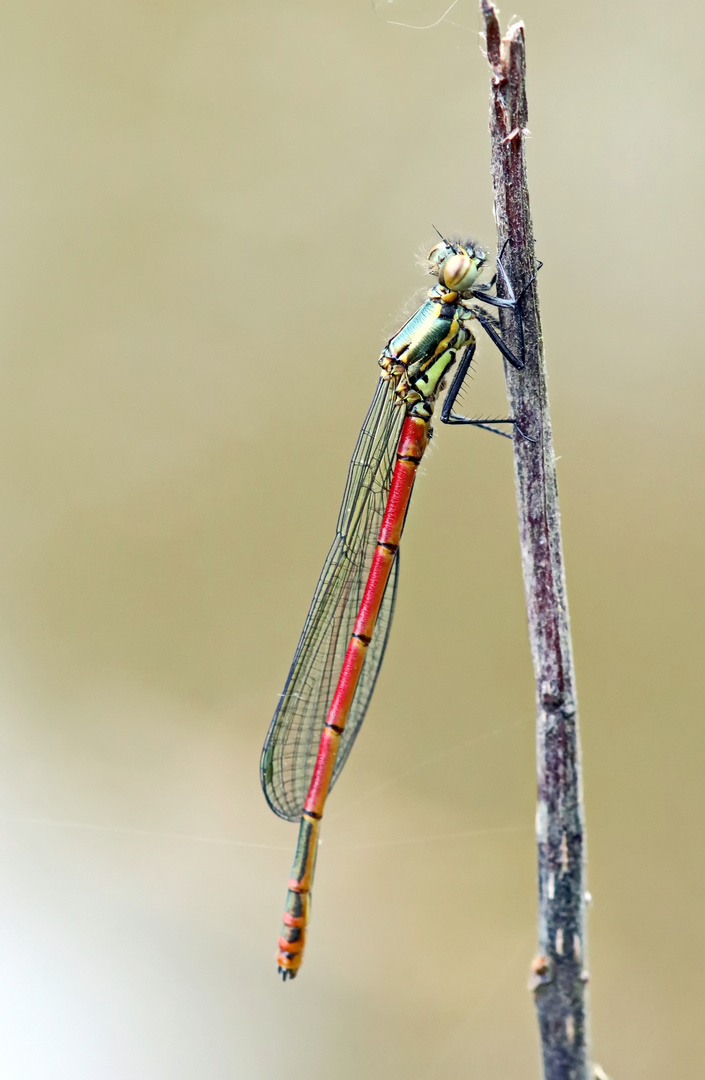 Frühe Adonislibelle,Pyrrhosoma nymphula + 1 Bild