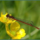 Frühe Adonislibelle_Pyrrhosoma nymphula