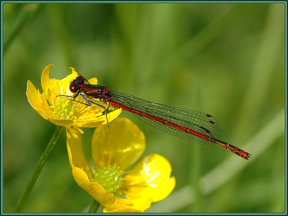 Frühe Adonislibelle_Pyrrhosoma nymphula