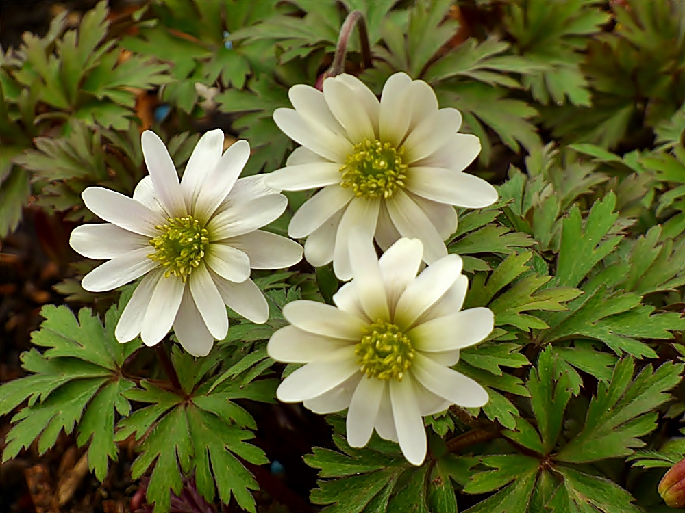 Frühe Anemonen . . .