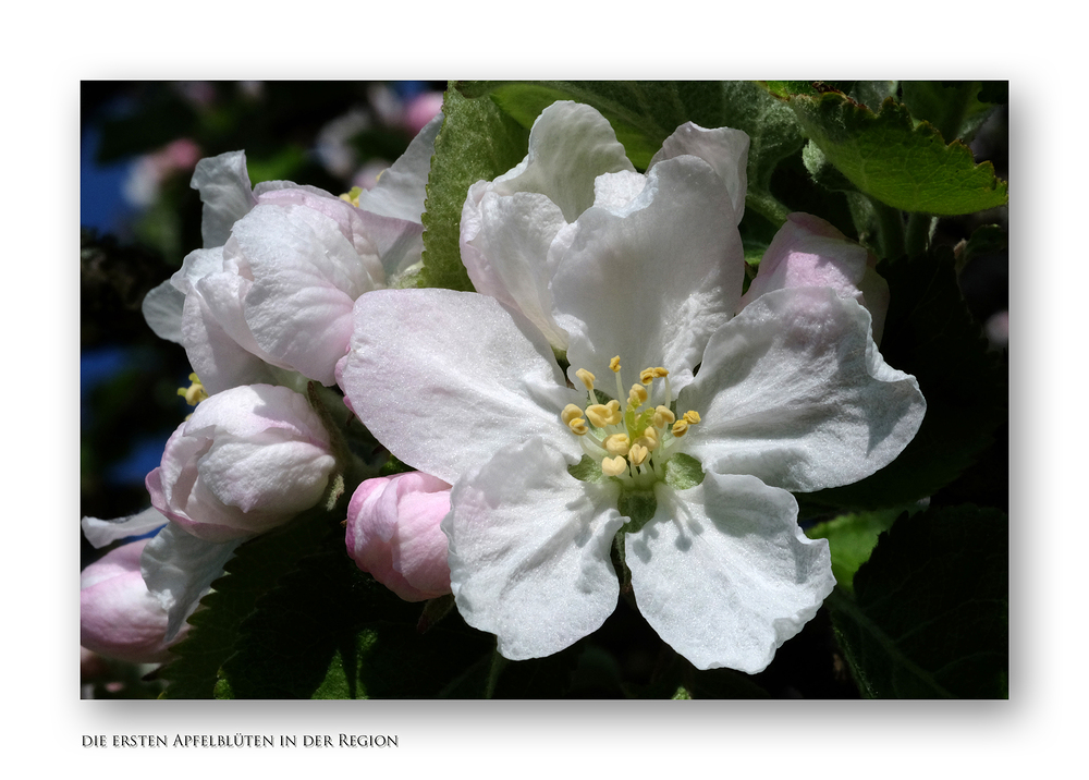 frühe Apfelblüte