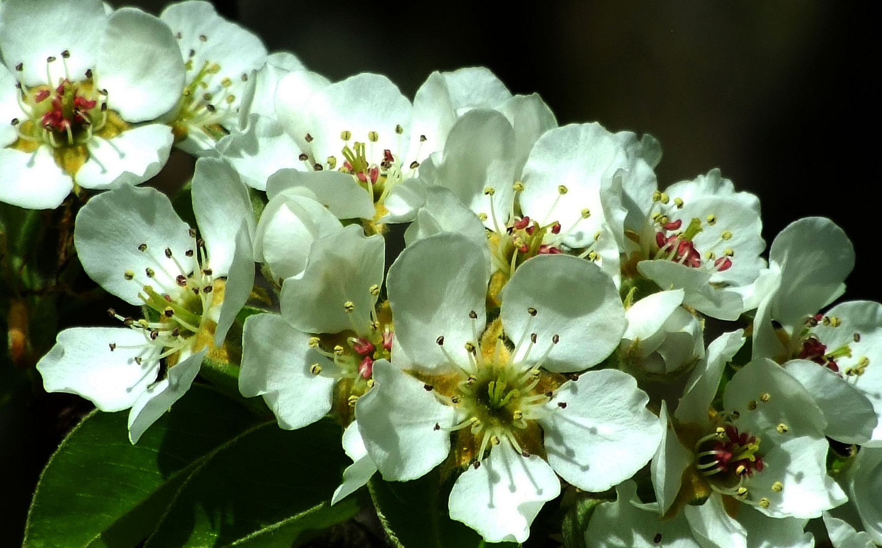 Frühe Apfelblüte.....