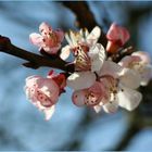 Frühe Aprikosenblüte