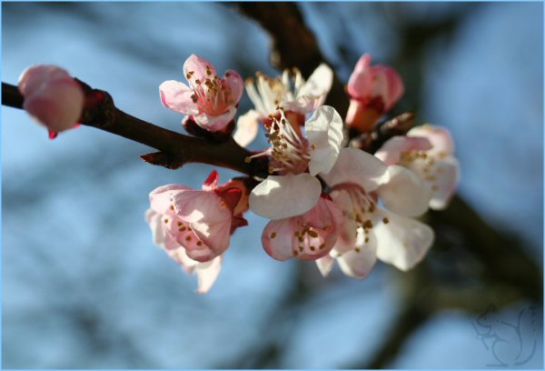 Frühe Aprikosenblüte